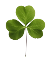 Three 3 Leaf Clover Shamrock Isolated on Transparent Background png