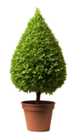 Cone Shape Topiary In Pot Isolated on Transparent Background png