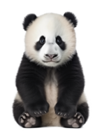 Panda Sitting Isolated on Transparent Background png