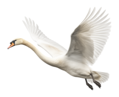 Flying Swan Side View Isolated on Transparent Background png