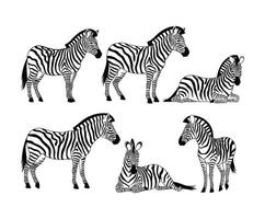 Bold Zebra Silhouette Collection Template Design vector