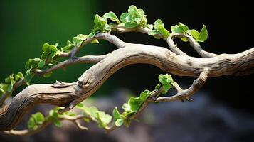 gnarled tree branch invitation photo