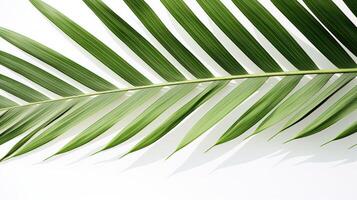 nature palm leaf print photo