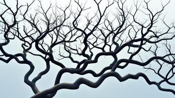 branches geometric trees photo