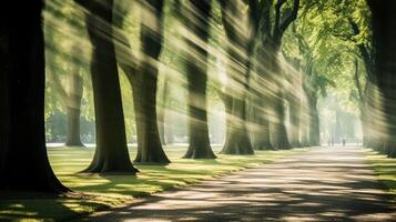 depth blurred trees photo