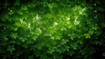 ery green background leaves photo