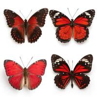 Four different types of butterflies on a white background photo