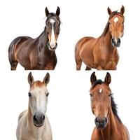 Four different horses on a white background photo