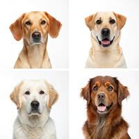 Four different dogs in different poses on a white background photo