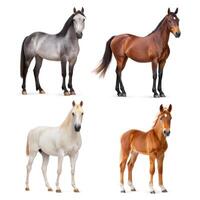 Four different horses standing in different poses photo