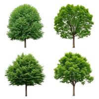 Four different types of trees on a white background photo
