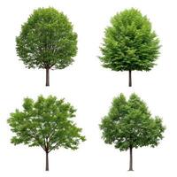 Four different types of trees on a white background photo