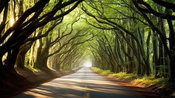 dappled tunnel of trees photo