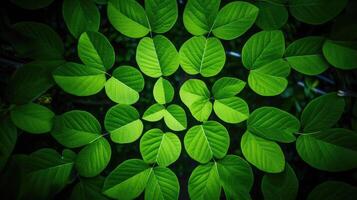 design leaves in circle photo