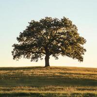 A large tree in a field photo