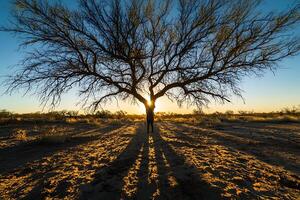 A tree in the middle of a field with the sun behind it photo