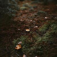 A small mushroom sitting on the ground in the forest photo