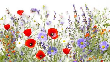 A field of wildflowers with red, white and blue flowers photo