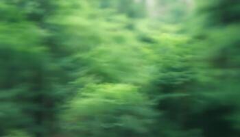 A blurry image of a forest with trees photo