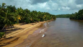 A beach with palm trees and water on a cloudy day photo