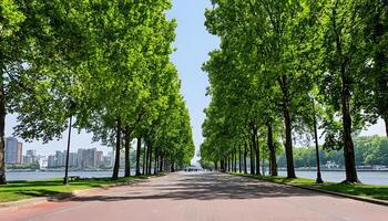 A row of trees lined up along a road photo