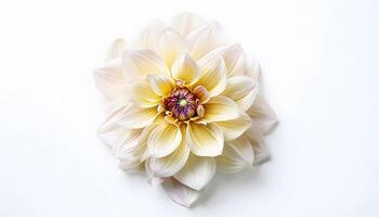 A white and pink dahlia flower on a white background photo