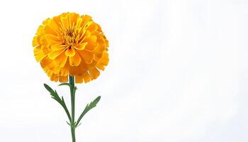 A single yellow flower is shown in front of a white background photo