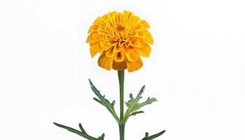 A yellow flower in a vase photo