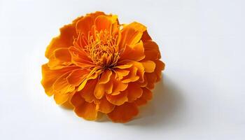 An orange flower is shown on a white background photo