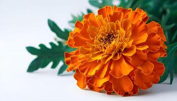An orange flower is sitting on top of a green leaf photo