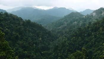 A view of a forested area with a large tree photo
