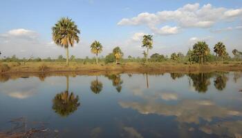Palm trees are reflected in the water of a small pond photo