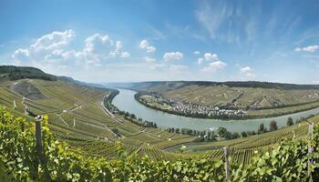 A panoramic view of a vineyard and river photo