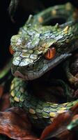 A close up of a snake with orange eyes photo