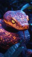 A close up of a snake with bright orange eyes photo