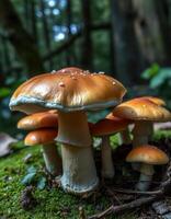 A group of mushrooms photo