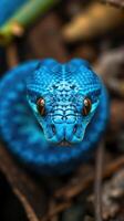 A close up of a blue snake with a yellow head photo