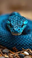A blue snake with a black and white pattern photo