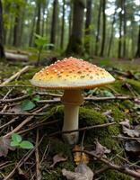 A mushroom is growing in the forest photo