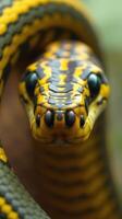 A close up of a yellow and black snake photo