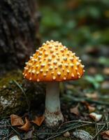 A mushroom with white dots on it photo