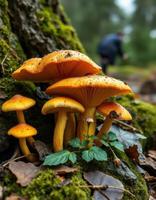 A group of mushrooms growing on a tree photo