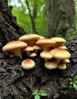 A group of mushrooms growing on a tree photo