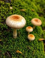 A group of mushrooms growing on a green grass photo