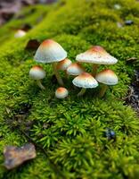 A group of mushrooms on a mossy ground photo