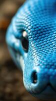 A close up of a blue snake's head photo