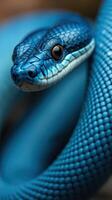 A close up of a blue snake with its head up photo