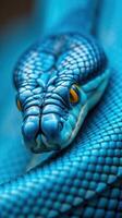 A close up of a blue snake with its head turned to the side photo