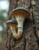 Two mushrooms growing on a tree photo