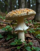 A mushroom growing in the woods photo